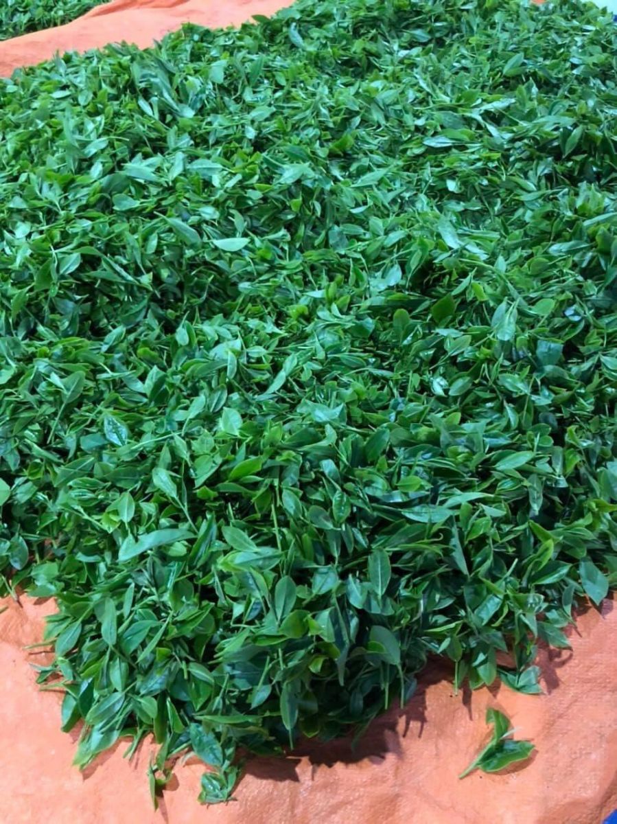 bup-che-tuoi-thai-nguyen-sau-thu-hai bup-che-tuoi-thai-nguyen-sau-thu-hai